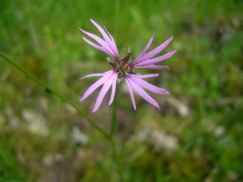Fiori da identificare